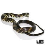 ug_guyana_ratsnake_smallest_3.jpg