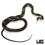 ug_guyana_ratsnake_smallest_2.jpg