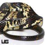 ug_guyana_ratsnake_smallest_1.jpg
