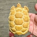 20240920163952.622-IMG_0388-428x428c.jpeg