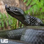 ug_Black_Jansens_Ratsnake_4.jpg