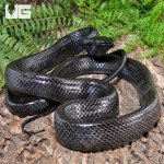 ug_Black_Jansens_Ratsnake_3.jpg