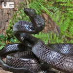 ug_Black_Jansens_Ratsnake_2.jpg
