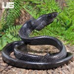 ug_Black_Jansens_Ratsnake_1.jpg