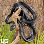 ug_Sulawesi_Mangrove_Snake_3.jpg