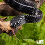 ug_Sulawesi_Mangrove_Snake_2.jpg