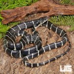 ug_Axanthic_Mangrove_Snake_4.jpg