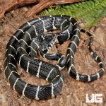ug_Axanthic_Mangrove_Snake_2.jpg