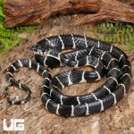 ug_Axanthic_Mangrove_Snake_1.jpg
