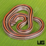 ug_Red_Striped_Kukri_Snake_4.jpg