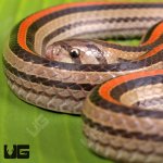 ug_Red_Striped_Kukri_Snake_5.jpg