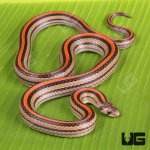 ug_Red_Striped_Kukri_Snake_3.jpg