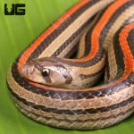 ug_Red_Striped_Kukri_Snake_2.jpg