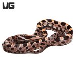 ug_collier_county_cornsnake_4.jpg