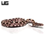 ug_collier_county_cornsnake_3.jpg