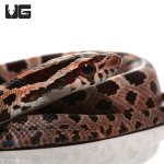ug_collier_county_cornsnake_2.jpg