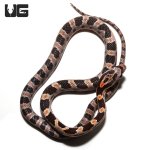 ug_collier_county_cornsnake_1.jpg