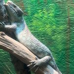 Male Skink.jpg