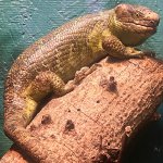 Probable Female Skink.jpg