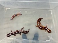 GECKOS2.jpg