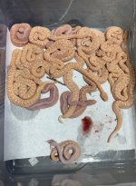 IMG_1725.jpeg