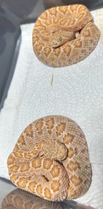 IMG_1723.jpeg