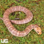 ug_T-Albino_Puff_Faced_Water_Snake_4.jpg