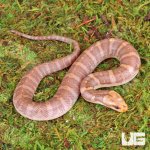 ug_T-Albino_Puff_Faced_Water_Snake_3.jpg