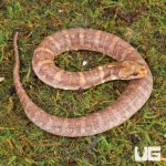 ug_T-Albino_Puff_Faced_Water_Snake_2.jpg