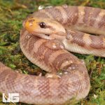ug_T-Albino_Puff_Faced_Water_Snake_1.jpg