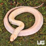 ug_T+_Albino_Puff_Faced_Water_Snake_5.jpg