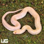 ug_T+_Albino_Puff_Faced_Water_Snake_4.jpg