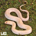 ug_T+_Albino_Puff_Faced_Water_Snake_3.jpg