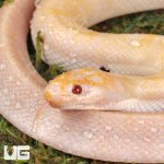 ug_T+_Albino_Puff_Faced_Water_Snake_2.jpg