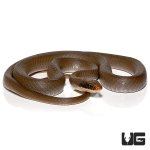 ug_adult_masked_racer_3.jpg