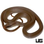 ug_adult_masked_racer_2.jpg