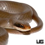 ug_adult_masked_racer_1.jpg