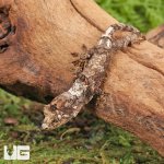 ug_Baby_White_Collar_Chahoua_Gecko_#1_4.jpg