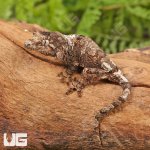 ug_Baby_White_Collar_Chahoua_Gecko_#1_3.jpg