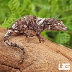 ug_Baby_White_Collar_Chahoua_Gecko_#1_2.jpg