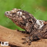 ug_Baby_White_Collar_Chahoua_Gecko_#1_1.jpg