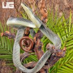 ug_Platinum_Redtail_Green_Ratsnake_4.jpg