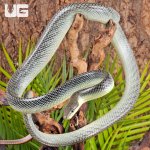 ug_Platinum_Redtail_Green_Ratsnake_3.jpg