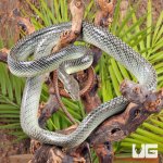 ug_Platinum_Redtail_Green_Ratsnake_2.jpg