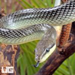 ug_Platinum_Redtail_Green_Ratsnake_1.jpg
