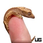 ug_new_quad_stripe_crested_gecko_4.jpg