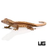 ug_new_quad_stripe_crested_gecko_3.jpg