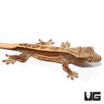 ug_new_quad_stripe_crested_gecko_2.jpg