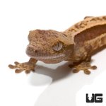 ug_new_quad_stripe_crested_gecko_1.jpg