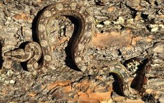 2024 Tarahumara Mtn Boa male-2.JPG